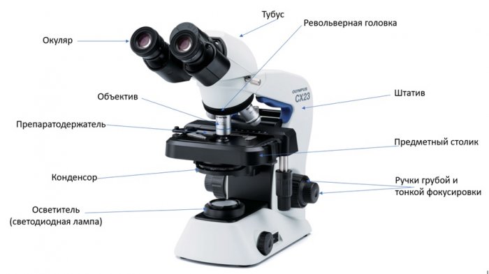 бинокулярный микроскоп устройство